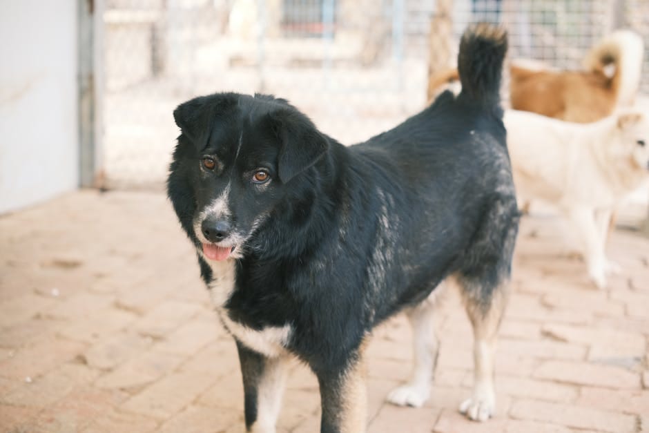 Adoption Culture in Asian Cities: Pets, Not Purchase